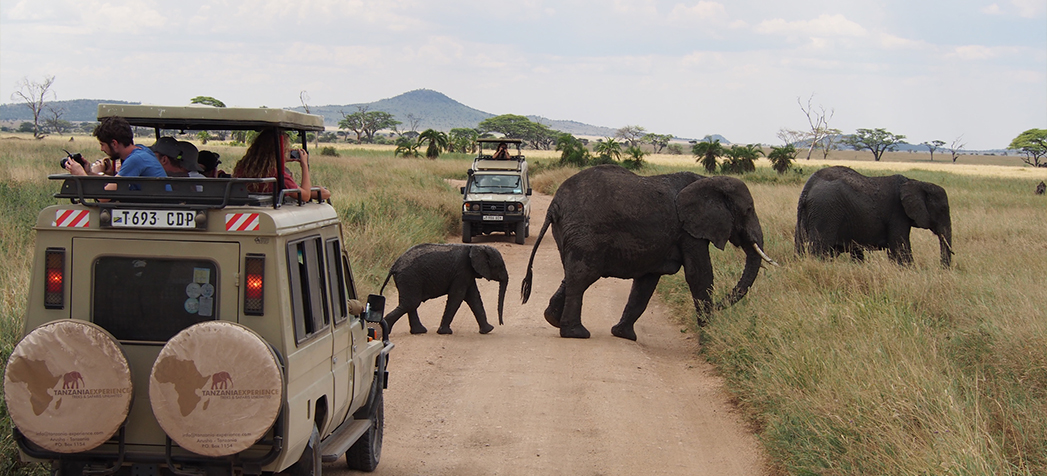 Tarangire & Ngorongoro