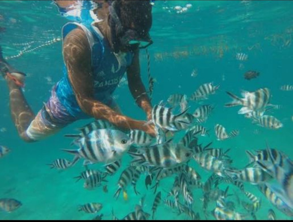 Underwater Marine Life