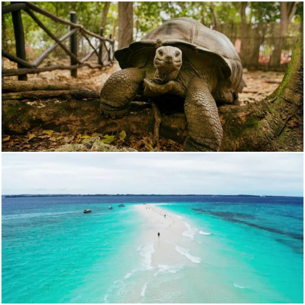 Prison Island & Nakupenda